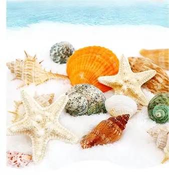 11pcs Natural de Conchas do Mar Concha Coquillage Praia Decoração Artesanato Diy Estilo Marinho do Aquário de Conchas Conchas de Enfeite
