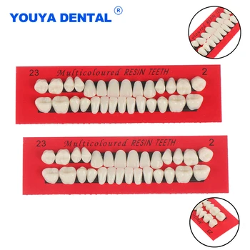 Materiais Dentários Universal Resina De Dentadura De Dentes Comparador De Placa Dentária Modelo De Ensino Pesquisa 23# A2 Dental Modelo De Educação
