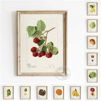 Ellen Isham Schutt A Arte Do Vintage Imprimir O Cartaz De Frutas Ilustração Da Tela De Pintura De Decoração Adesivos De Parede