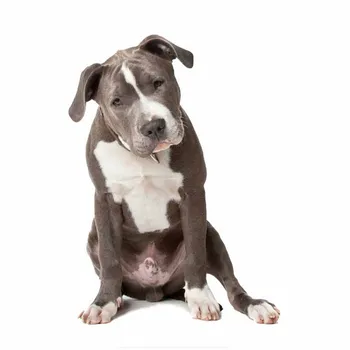 Z112# Animal Etiqueta Do Carro Do American Pit Bull Terrier Cão Staffordshire Contatos Houston Cão De Decoração, Acessórios Para Carros